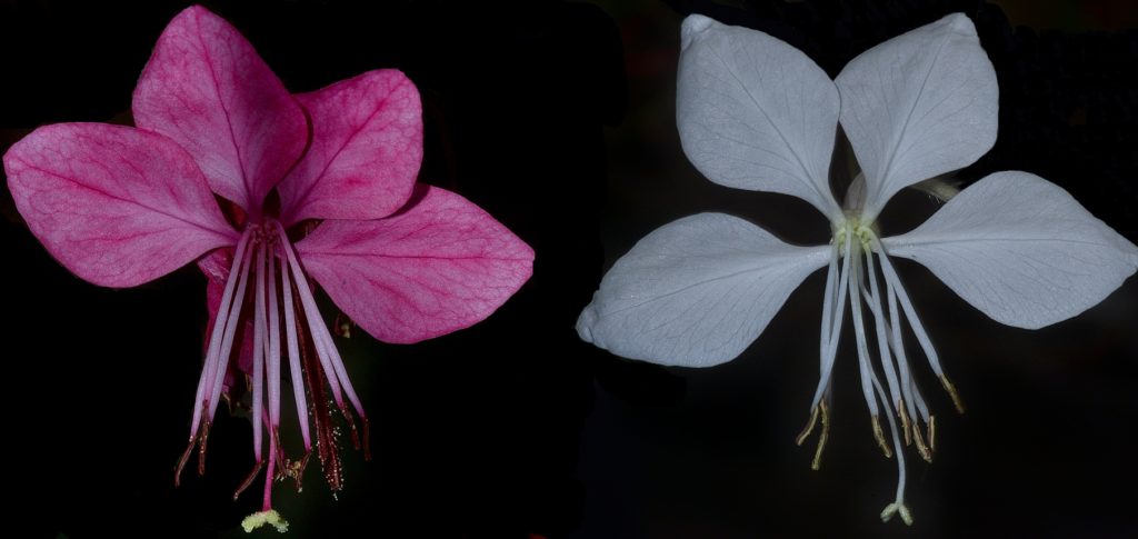 gaura, fleur, photo macro, septembre 2021, auteur Pierre Pujuguet