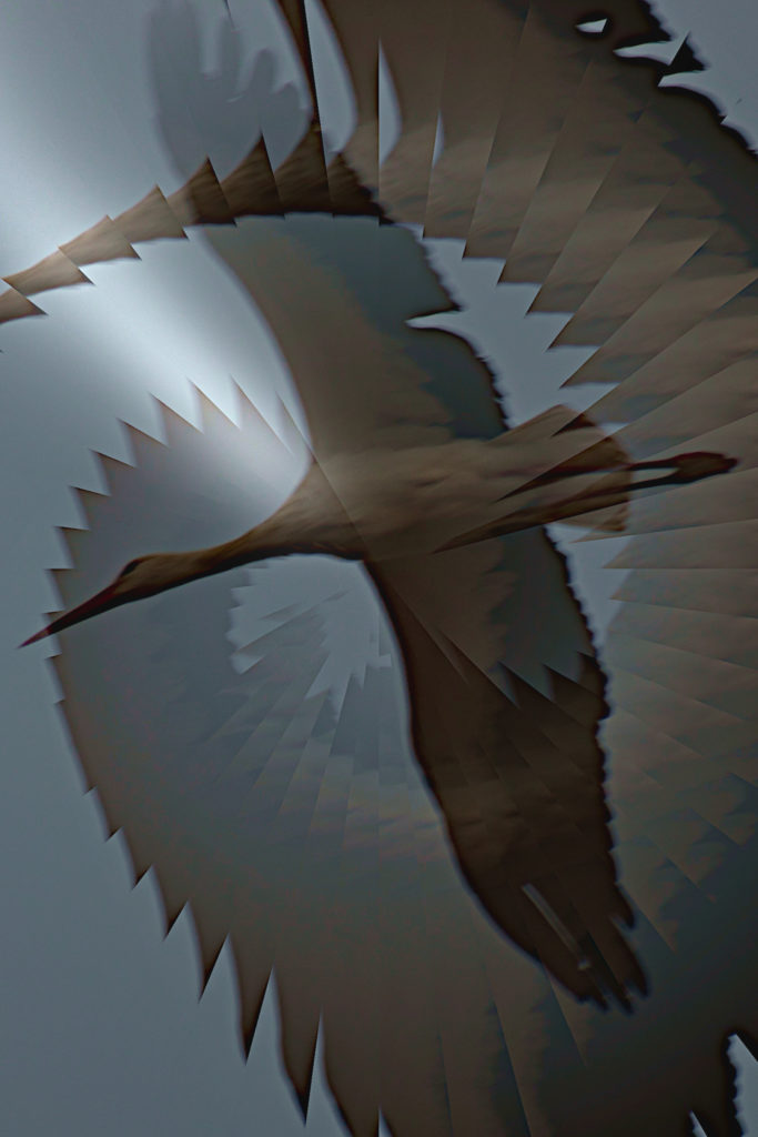 photo modifiée, cigogne à Villeveyrac, Sept 2021, photo de Pierre Pujuguet
