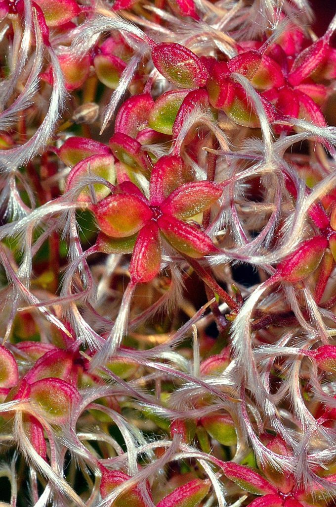 clématites, Carsan, septembre 2021, photo de Pierre Pujuguet