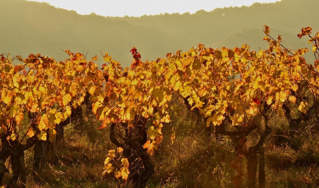 Vignes vers St Alexandre, Gard, novembre 2021, photo de Pierre Pujuguet