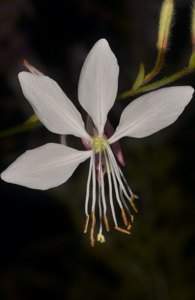 Gaura, Carsan, photo de Pierre Pujuguet