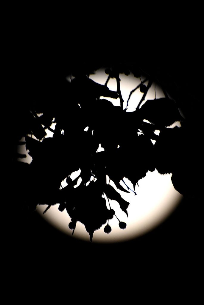 Feuilles devant la lune, Carsan, photo de Pierre Pujuguet