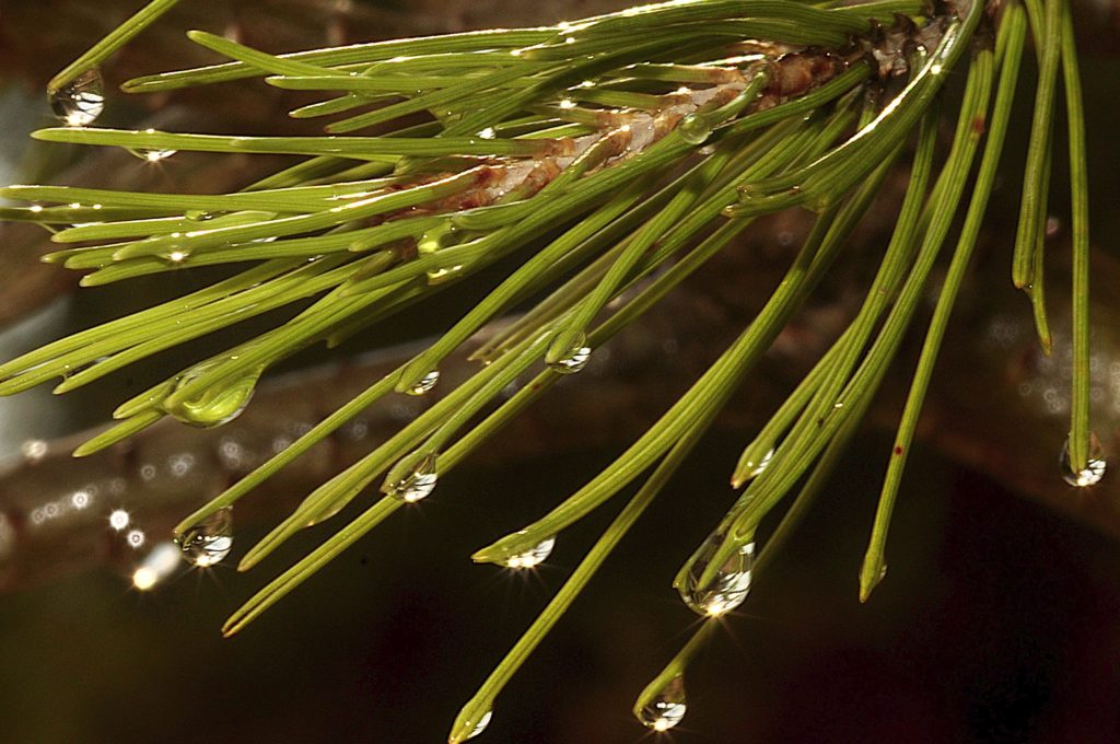 goutte-carsan-gard-photo de pierre pujuguet
