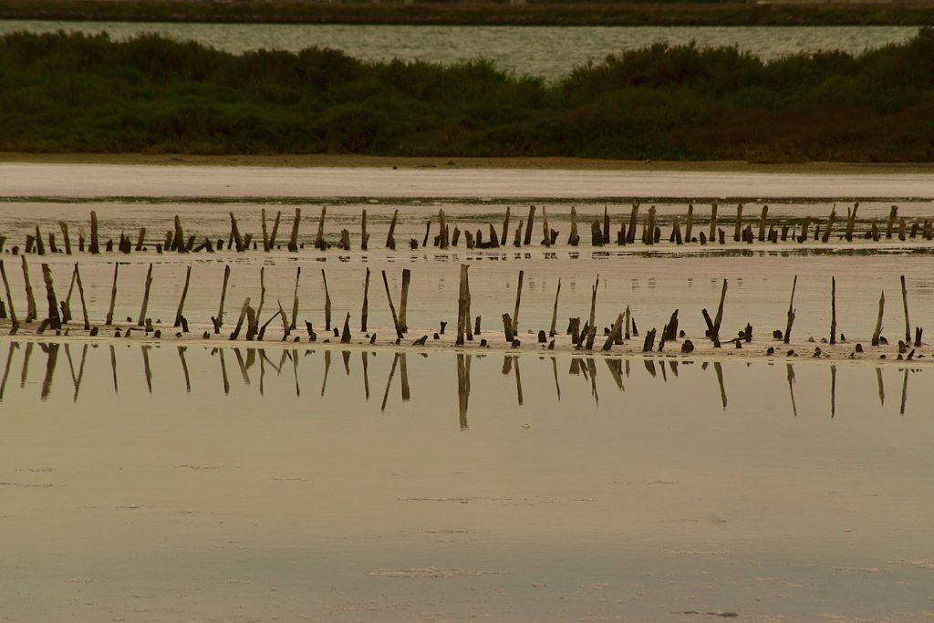 salins-Mireval_juin2022_photo de Pierre Pujuguet
