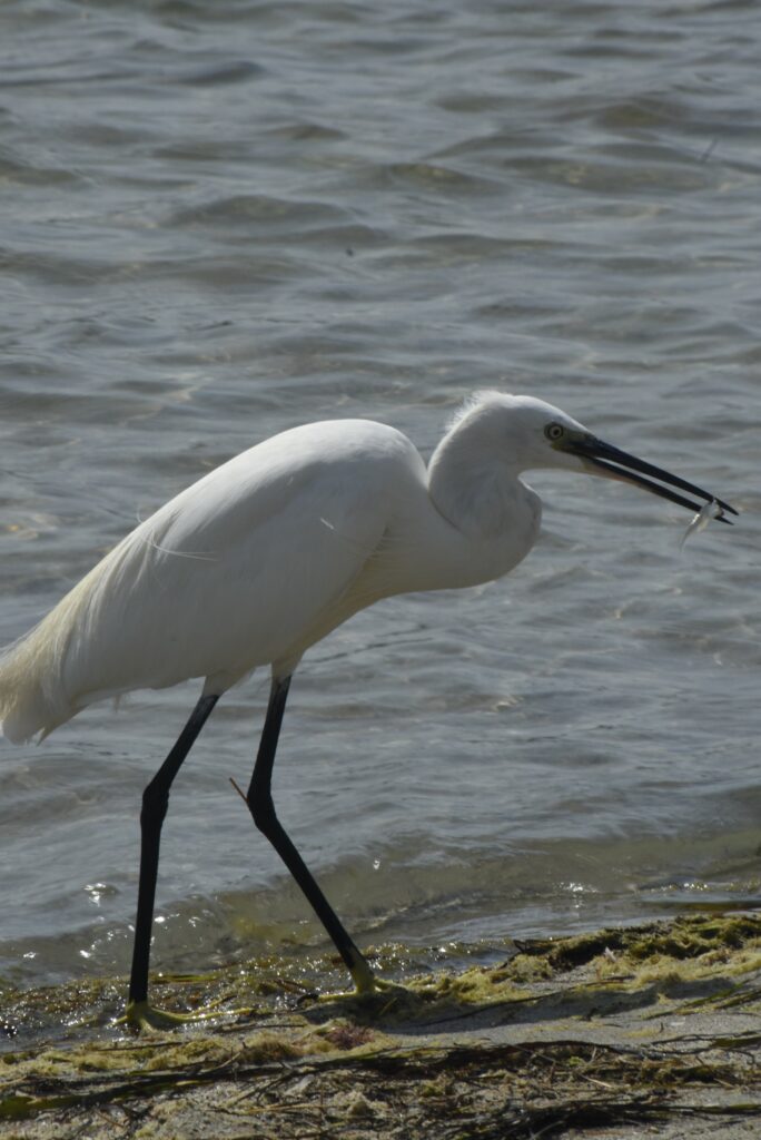 Une aigrette à Maguelonne