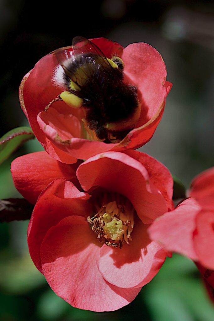 une abeille