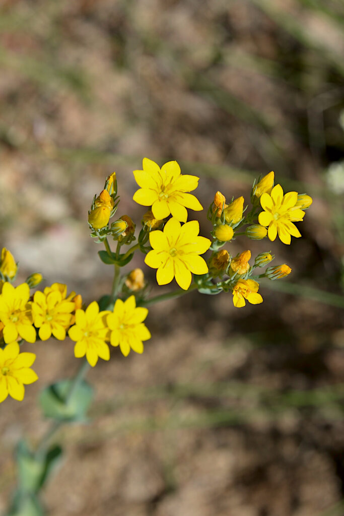 blackstonia perfoliata , chlore perfoliée ou centaurée jaune