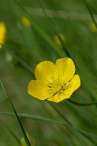 bouton d'or, Ranunculus macrophyllus