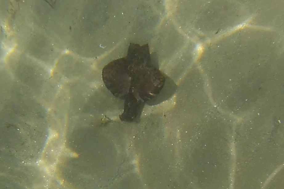 aplysia ou lièvre de mer