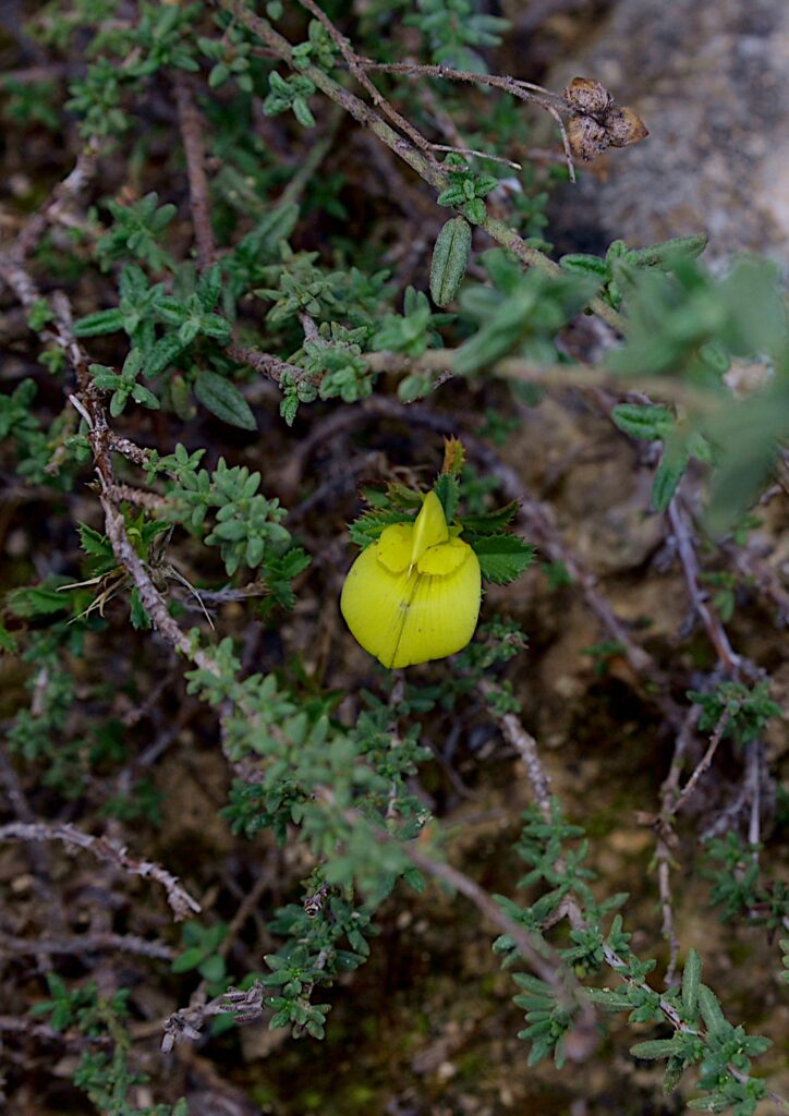 Bugrane fluette ou très maigre, (ononis pusilla) Carsan 23 septembre 2025