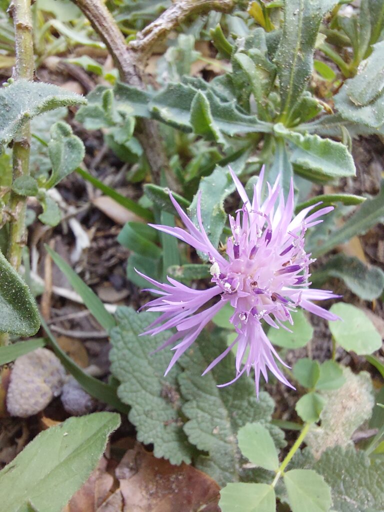 Centaurée rude, centaurea aspera, Carsan 22 sept 2025