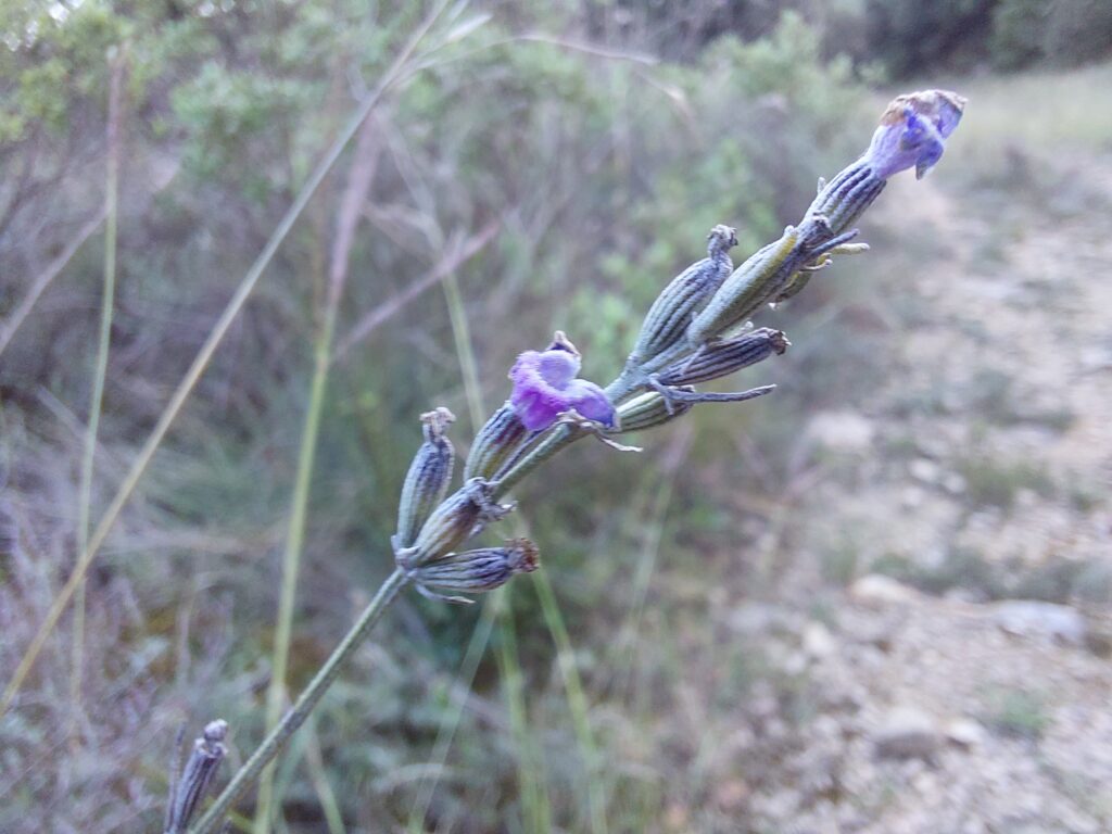Lavande Aspic (lavandula latifolia), Carsan, 23 septembre 2025