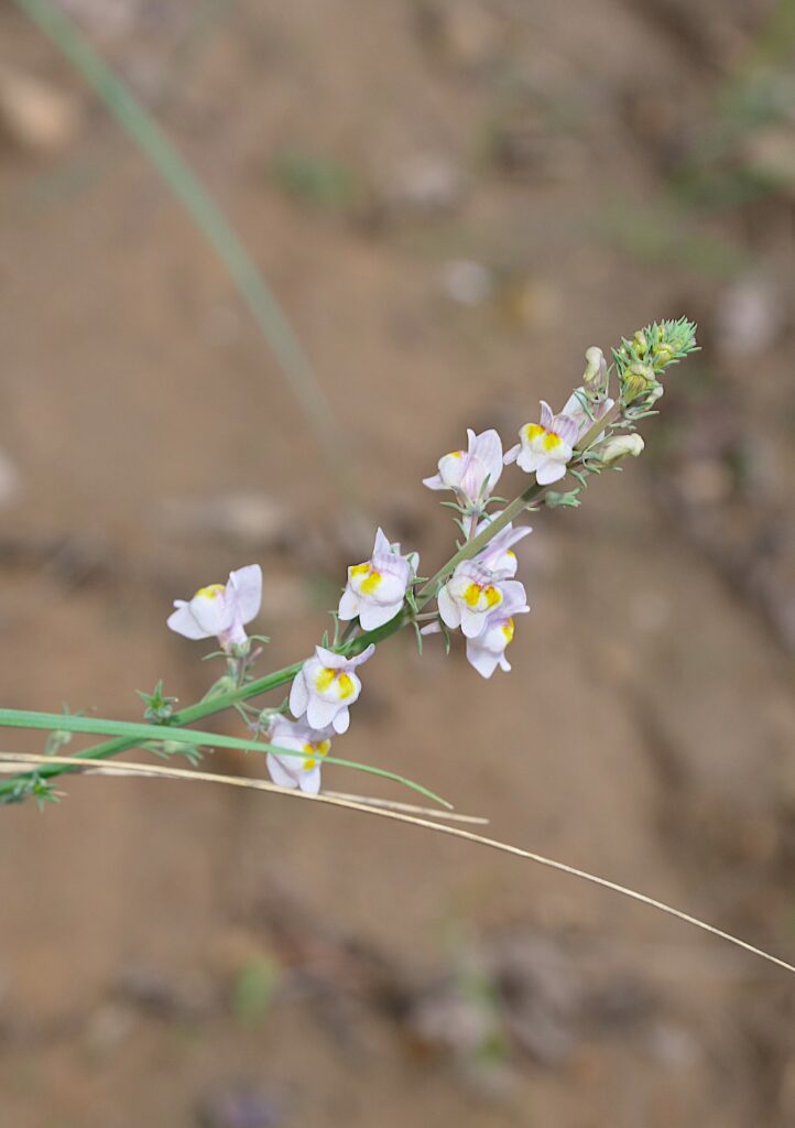 Linaire à fleurs striées (linaria repens) Carsan, 23 septembre 2025