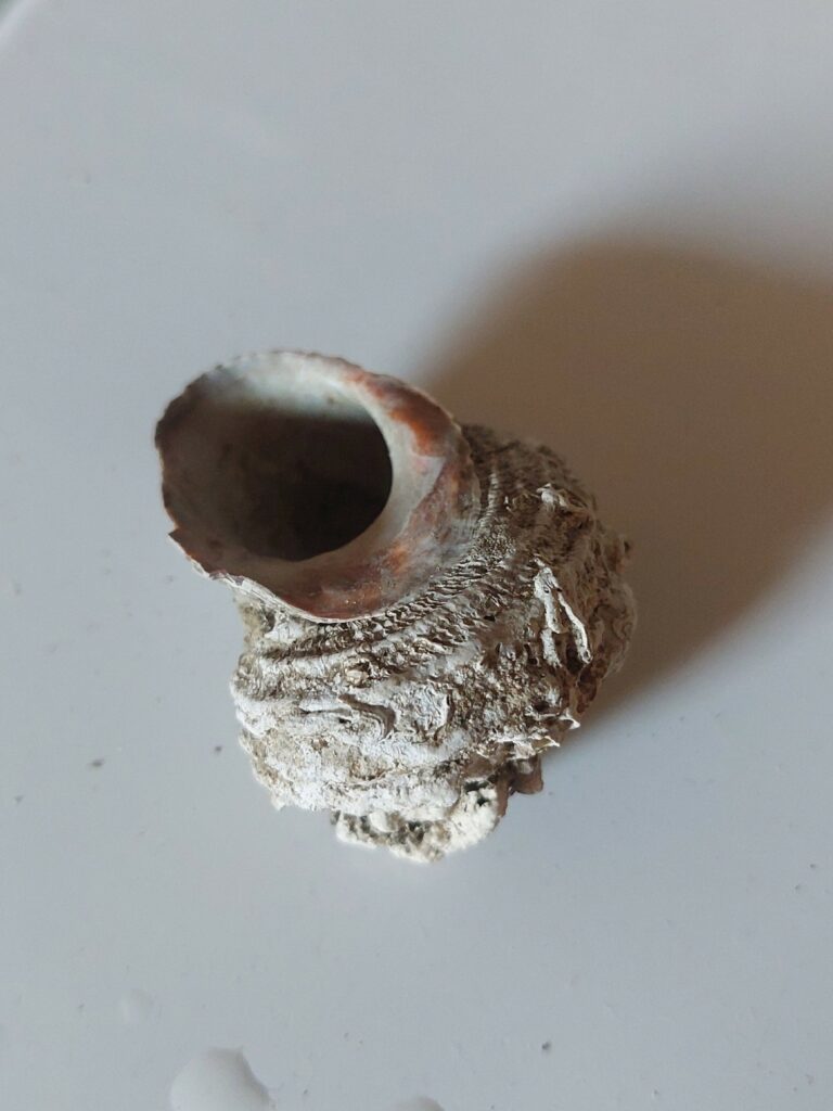 Bolma rugosa ou Astrée rugueuse ou turbo méditerranéen. Nettoyage de filets à Sète, le 09 oct 2025