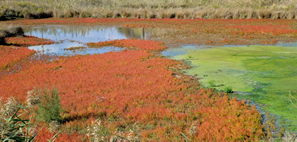Couleurs de l'étang à Vic_La-Gardiole, 16 oct 2025. Photo de Pierre Pujuguet