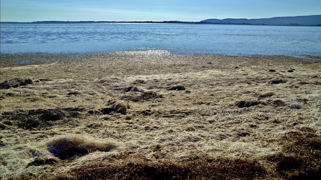 Sel séché sur les algues aux anciens salins de Villeneuve-lès-Maguelone le 16 octobre 2025. Photo de Pierre Pujuguet