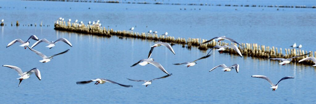Vol de mouettes rieuses aux salins de Villeneuve-Lès-Maguelone, le 16 octobre 2025. Photo de Pierre Pujuguet