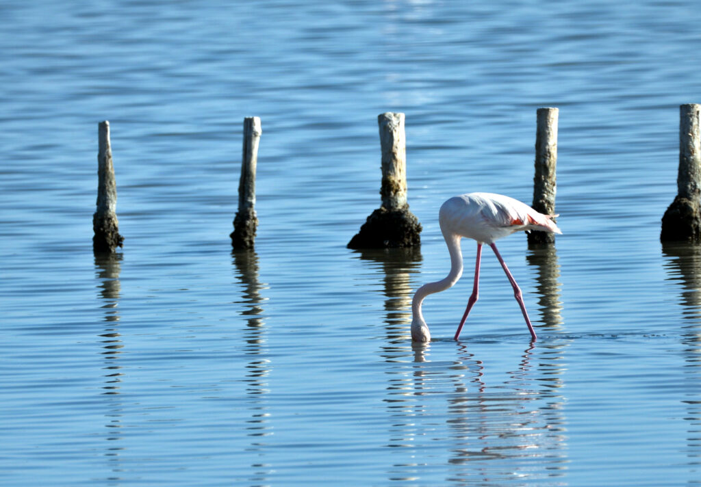 Flamant rose aux anciens salins de Villeneuve-Lès-Maguelone, 16 octobre 2025. Photo de Pierre Pujuguet