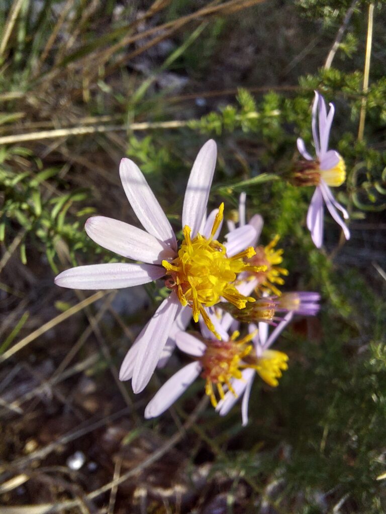 aster à feuilles d'orpin. Galatella sedifolia (L.) photo de Pierre Pujuguet , le 18 oct 2025