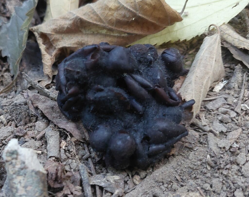 laissée de llaireau (à confirmer)