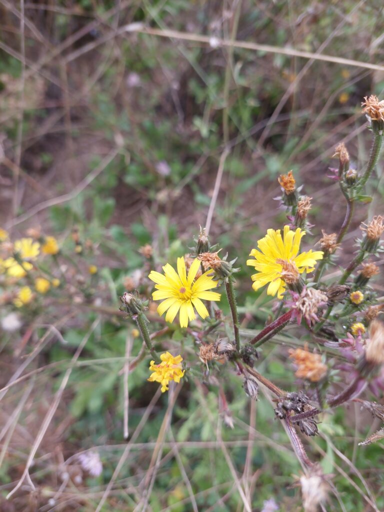 picride fausse épervière le 19/10/2025. Photo de Pierre Pujuguet