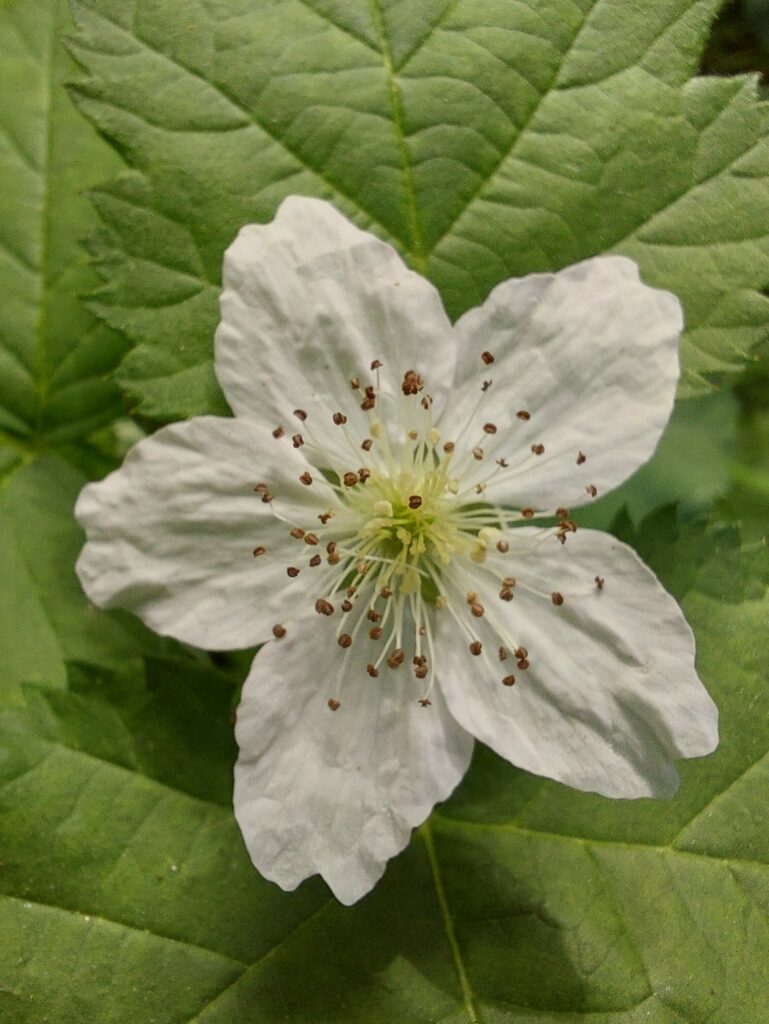 Rubus fruticosus, fleur de mûrier ronce.