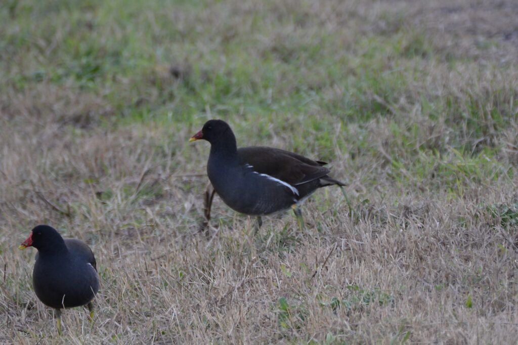 Gallinule poule d'eau
