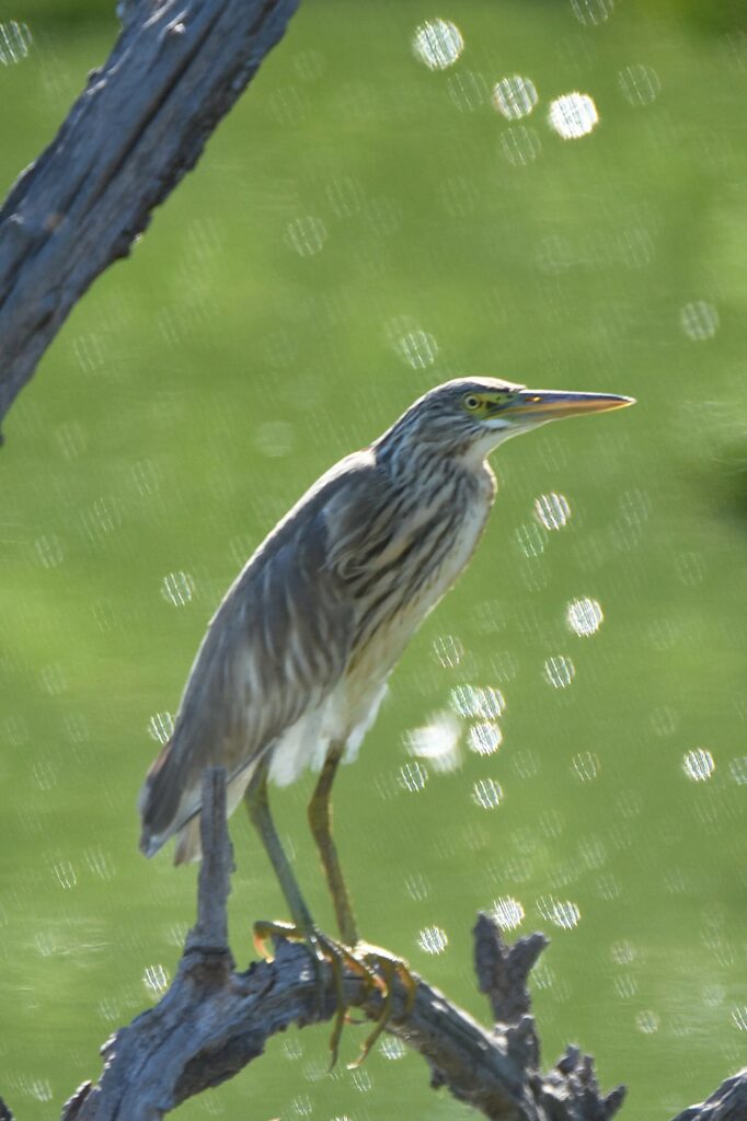 Crabier chevelu (Ardeola ralloides), migrateur qui devrait bientôt partir en Afrique.